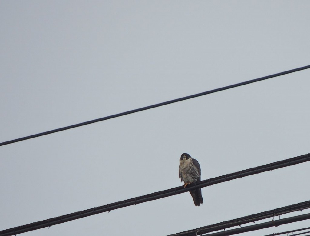 Peregrine Falcon