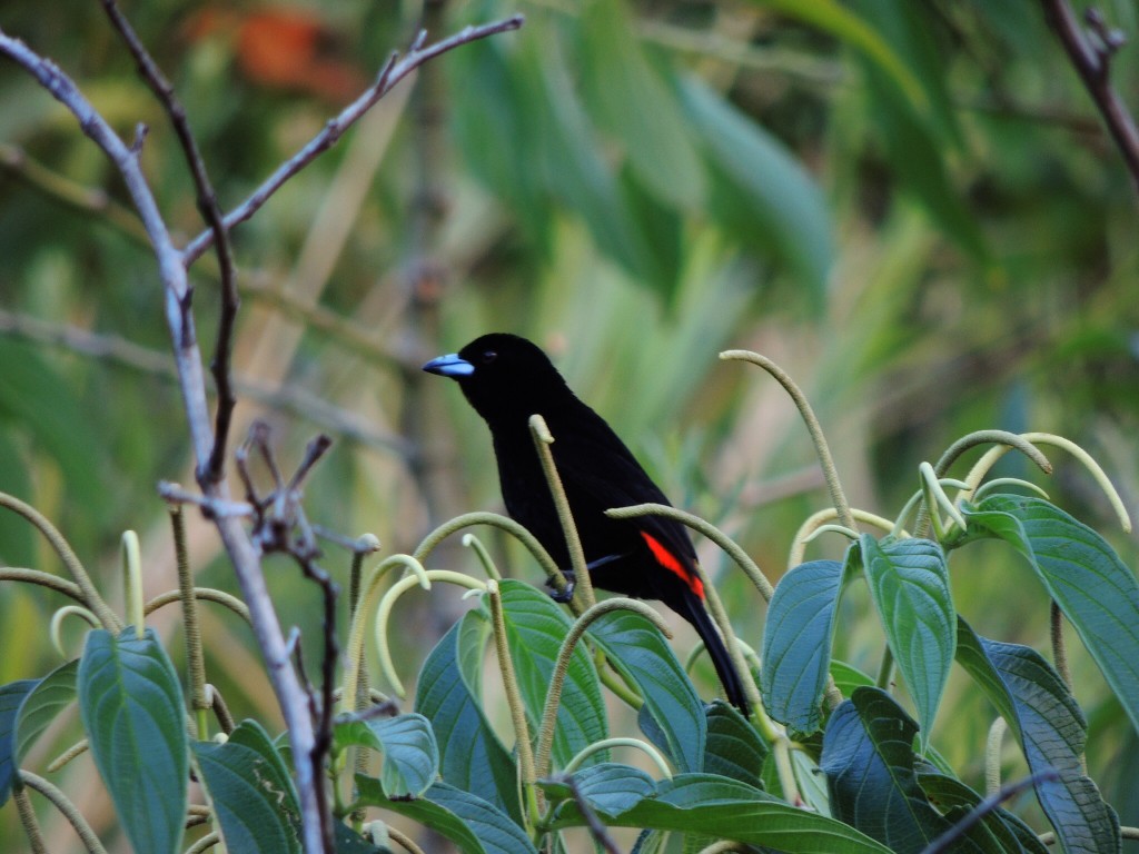 Cherrie's Tanager (m)