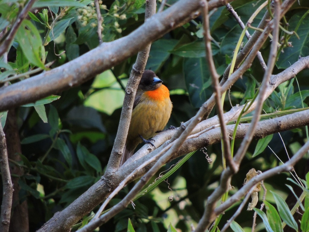 Cherrie's Tanager (f)