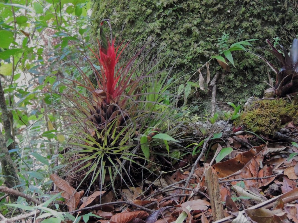 Bromeliad branch