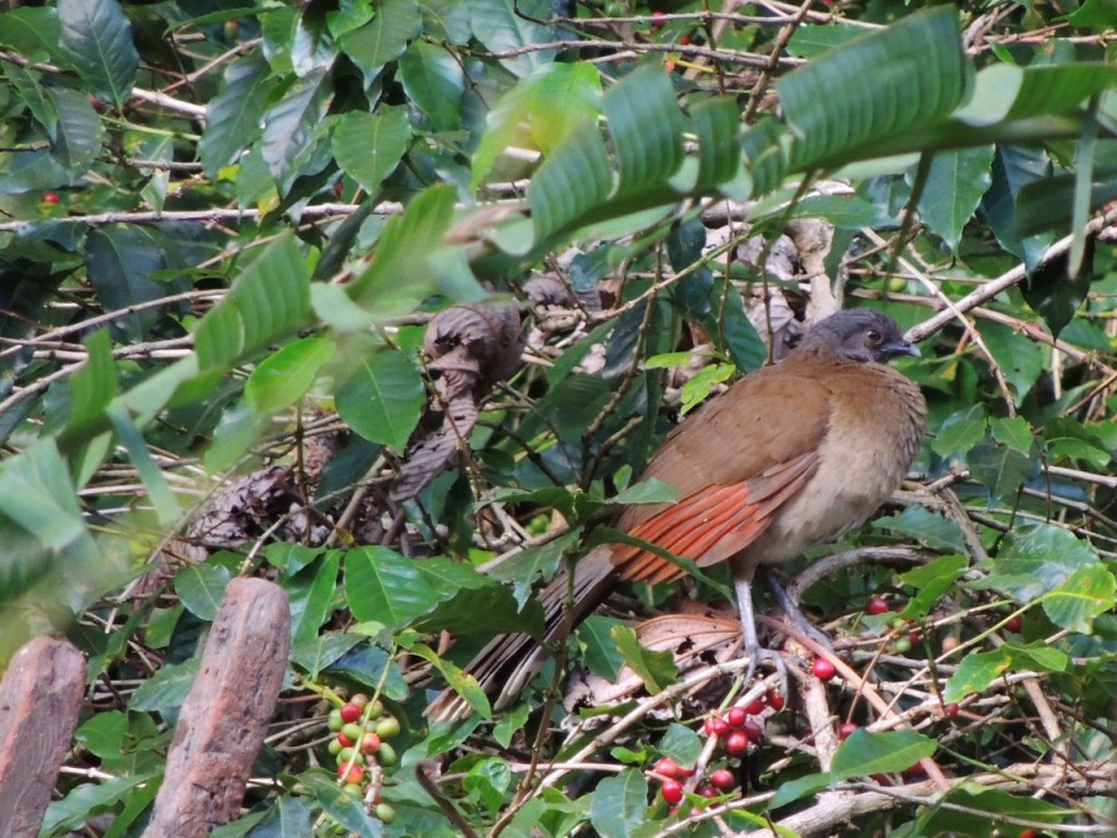 Gray-headed Chachalaca