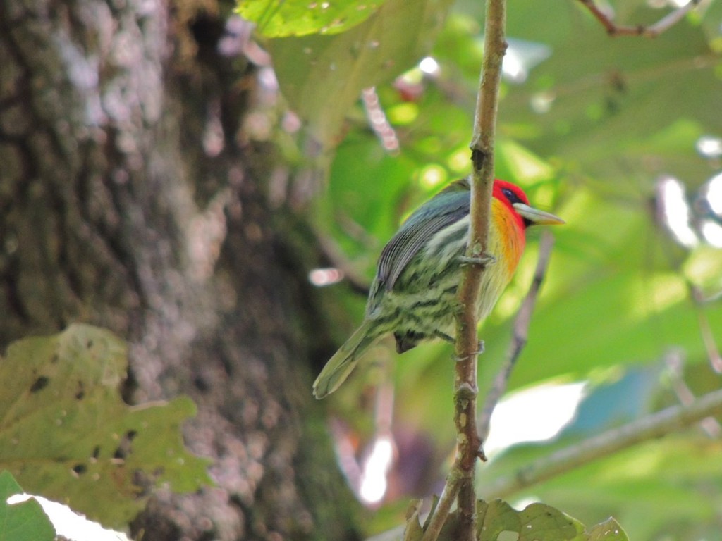 Red-headed Barbet