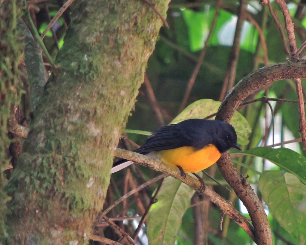 Slate-throated Redstart