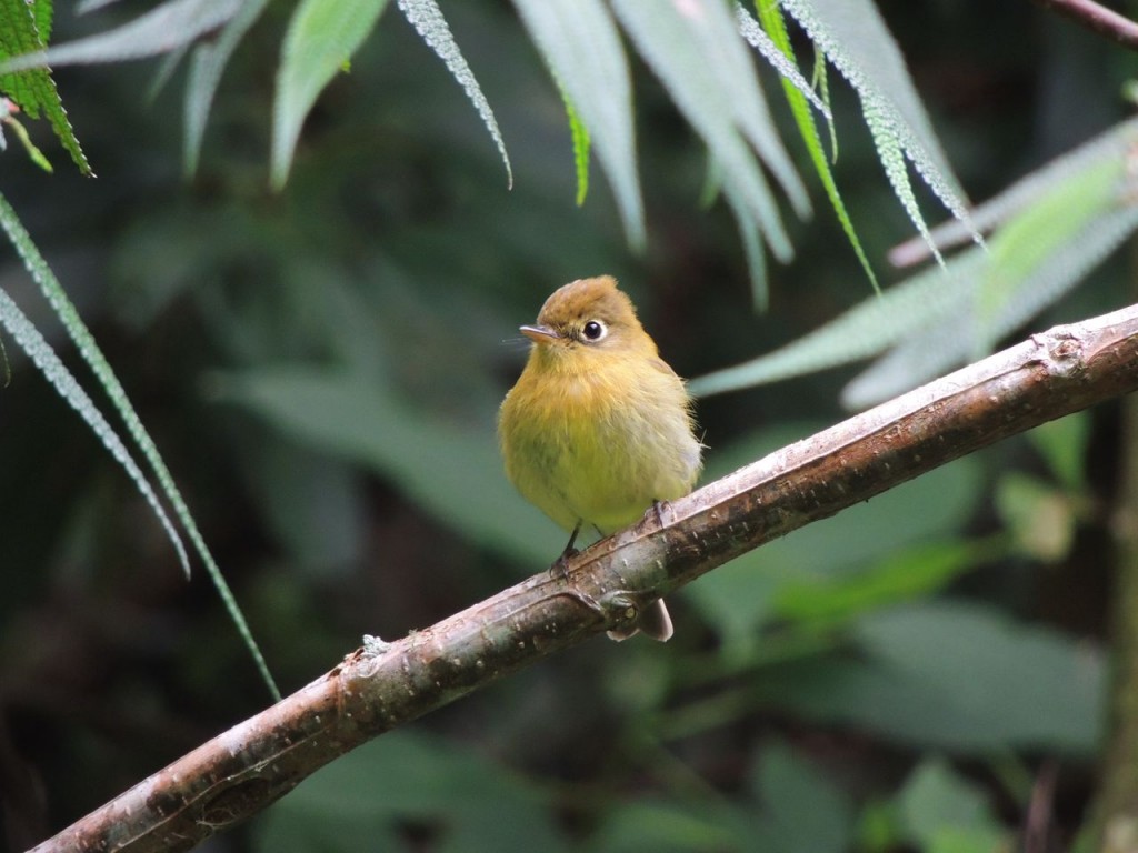 Yellowish Flycatcher