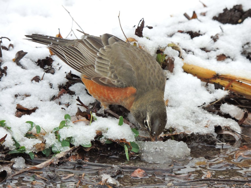 American Robin