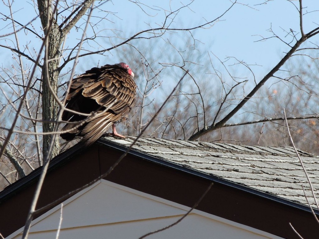 Turkey Vulture