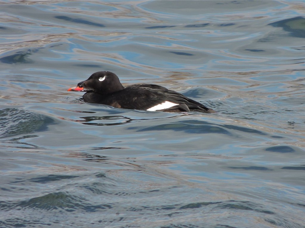 White-winged Scoter