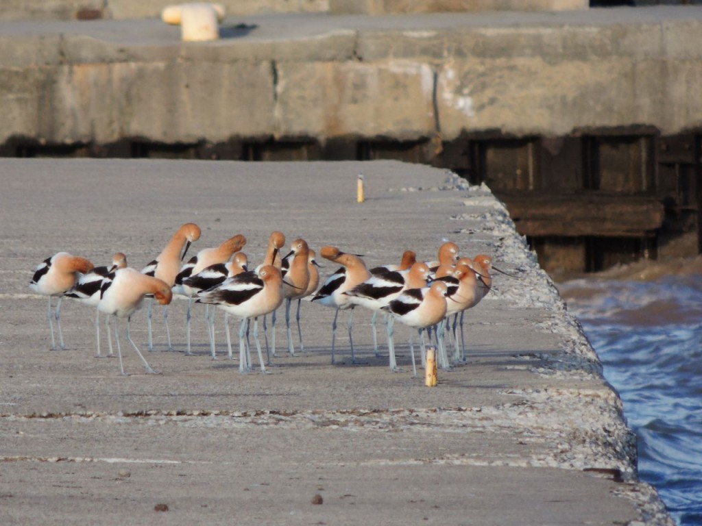 American Avocets Bronte Harbour copy