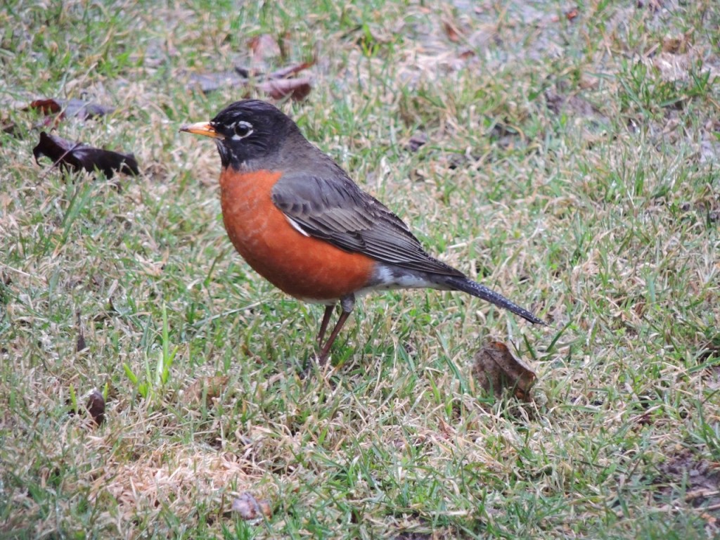 American Robin in our back yard