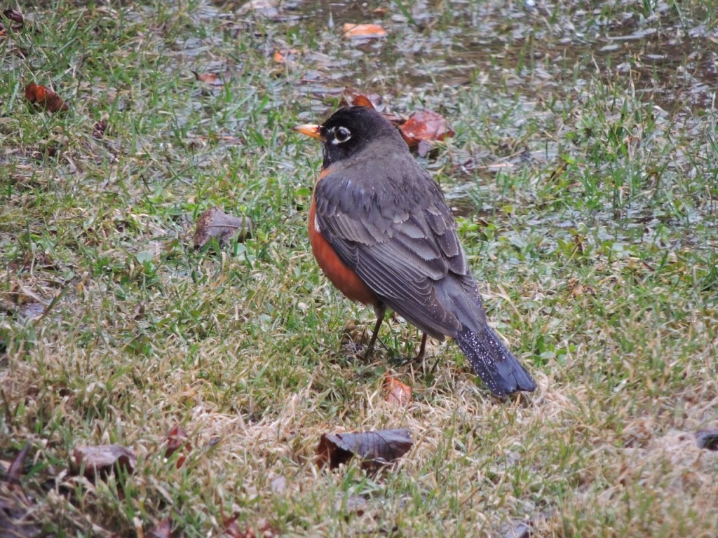 American Robin in our back yard-2