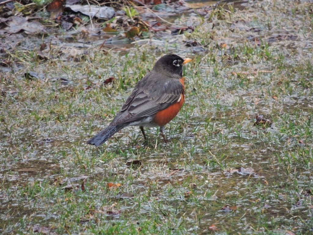 American Robin in our back yard-3