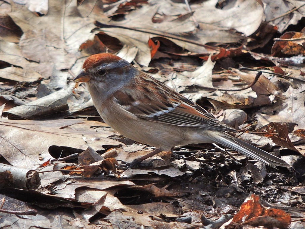 American Tree Sparrow