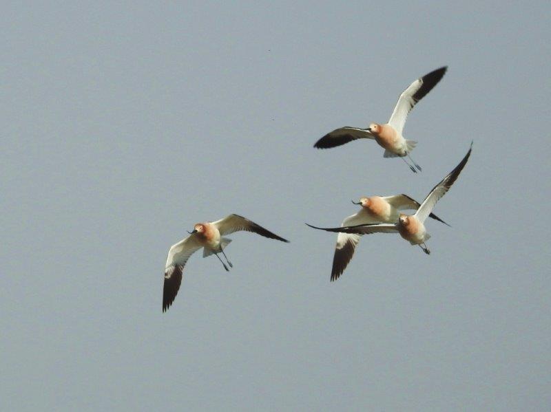 Avocets 3