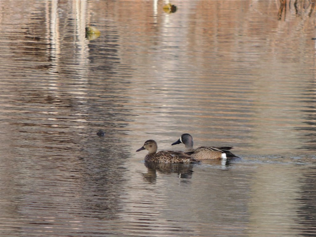 Blue-winged Teal