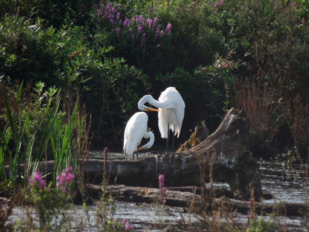 Great Egrets in September