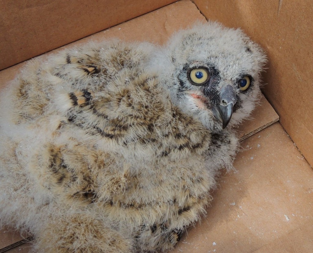 Great Horned Owl Chick