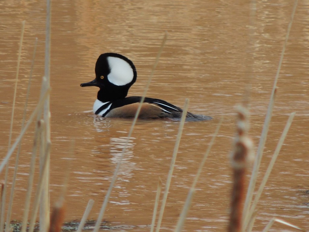 Hooded Merganser in Hendrie Valley