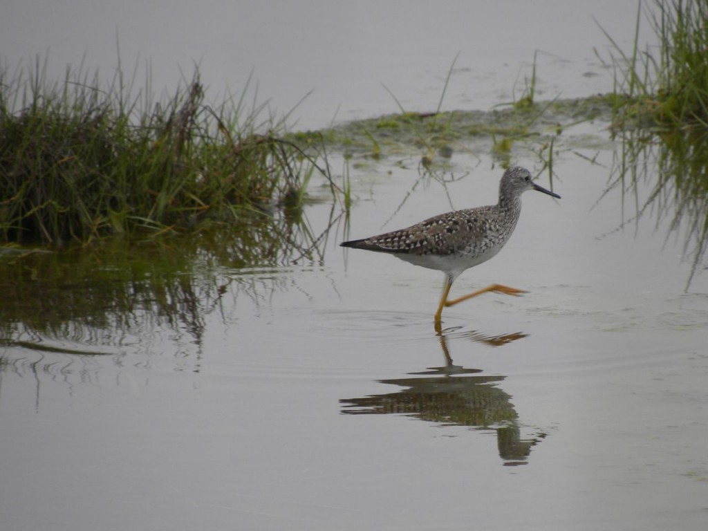 Lesser Yellowlegs. Cape May N.J.