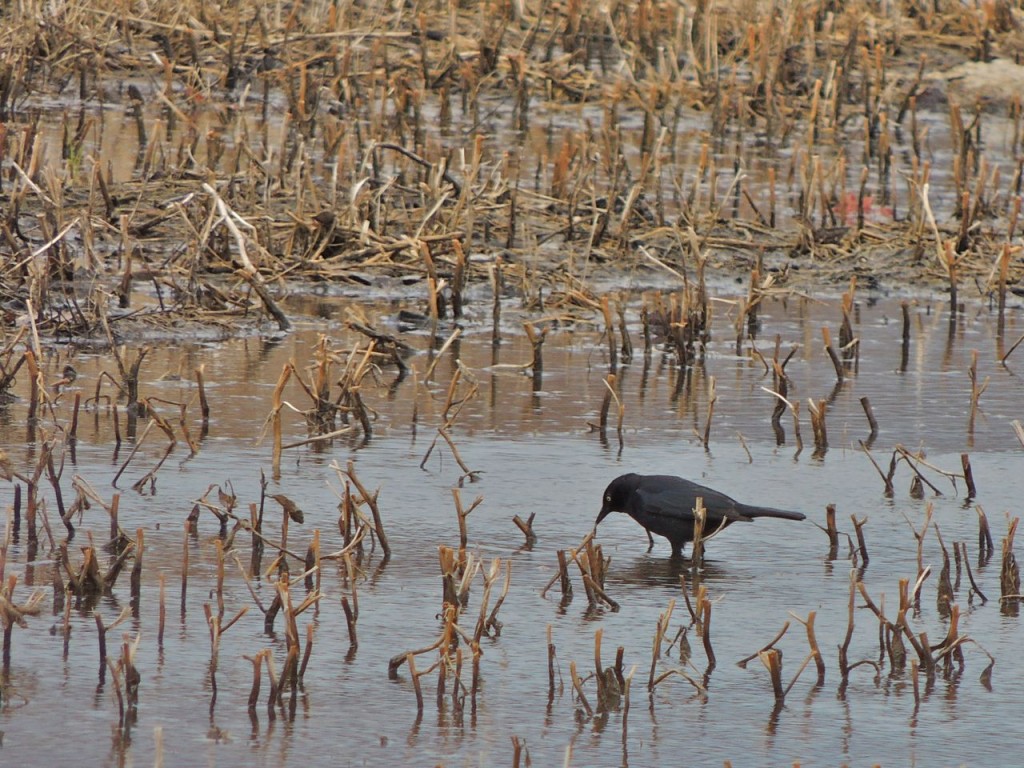 Rusty Blackbird (M)