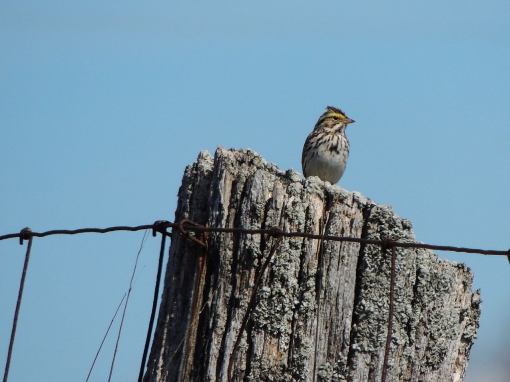 Savannah Sparrow