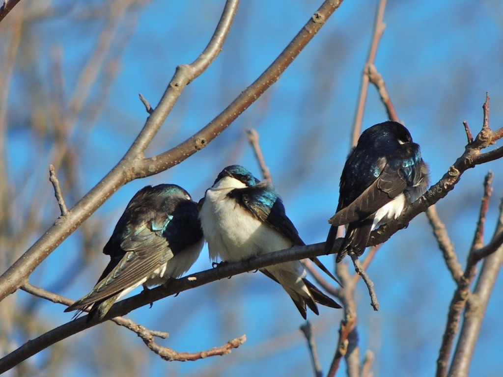 Tree Swallows waiting out a cold wind