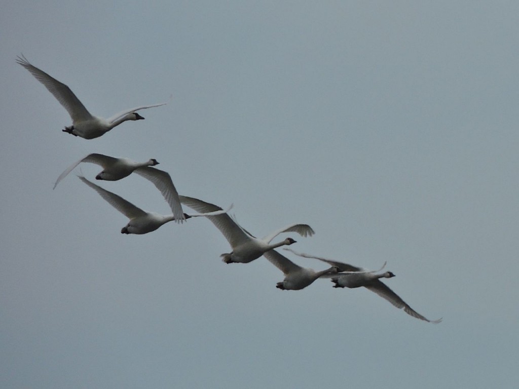 Tundra Swans approaching