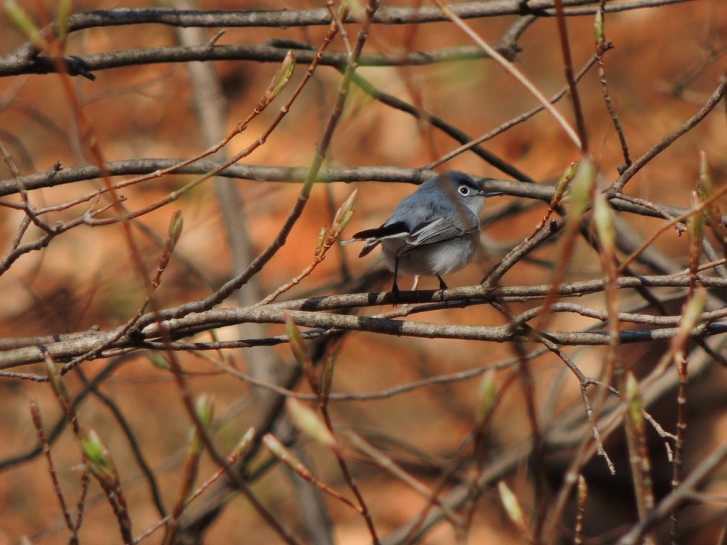 Blue-gray Gnatcatcher