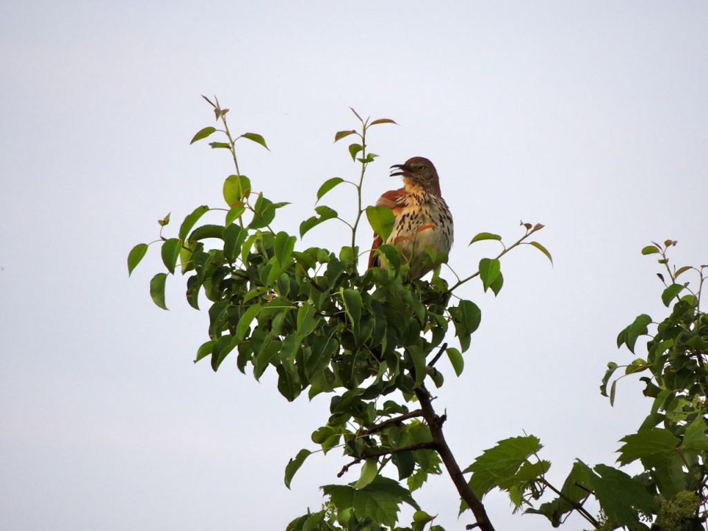 Brown Thrasher ( a little later in the year)