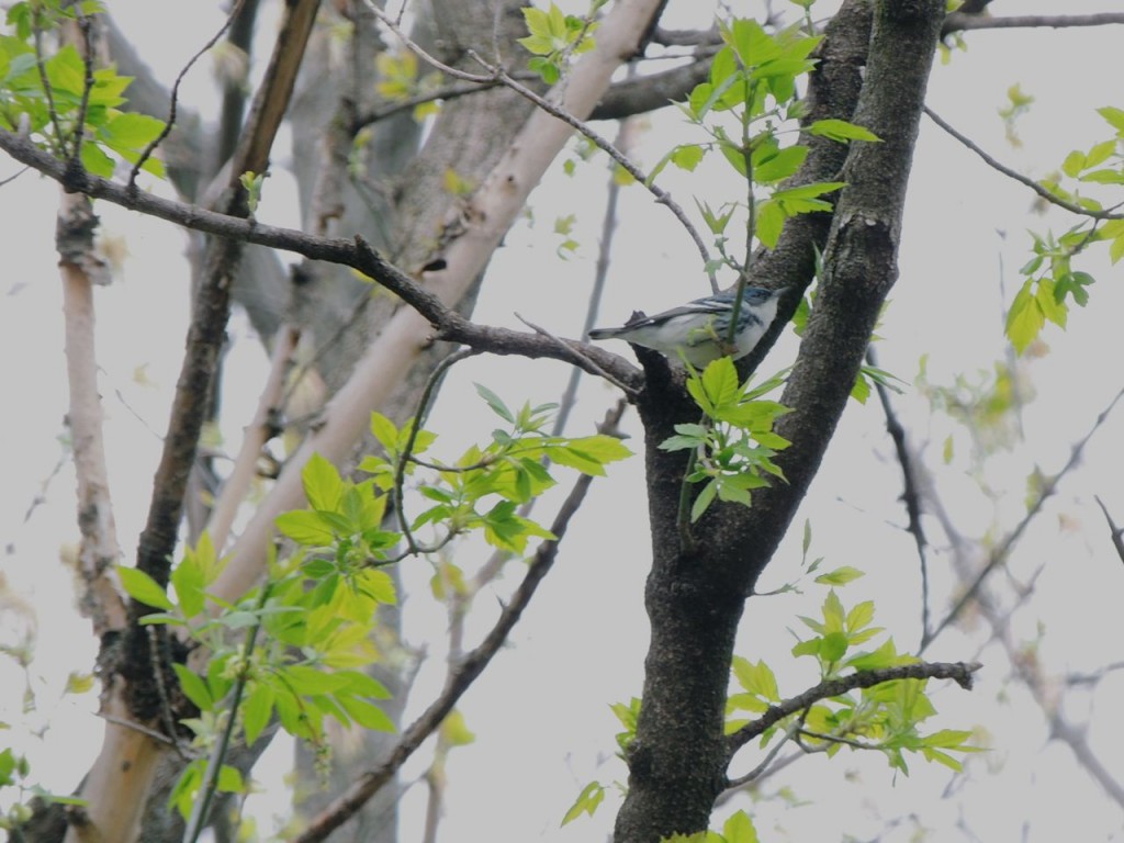 Cerulean Warbler