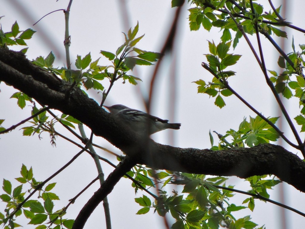 Cerulean Warbler2