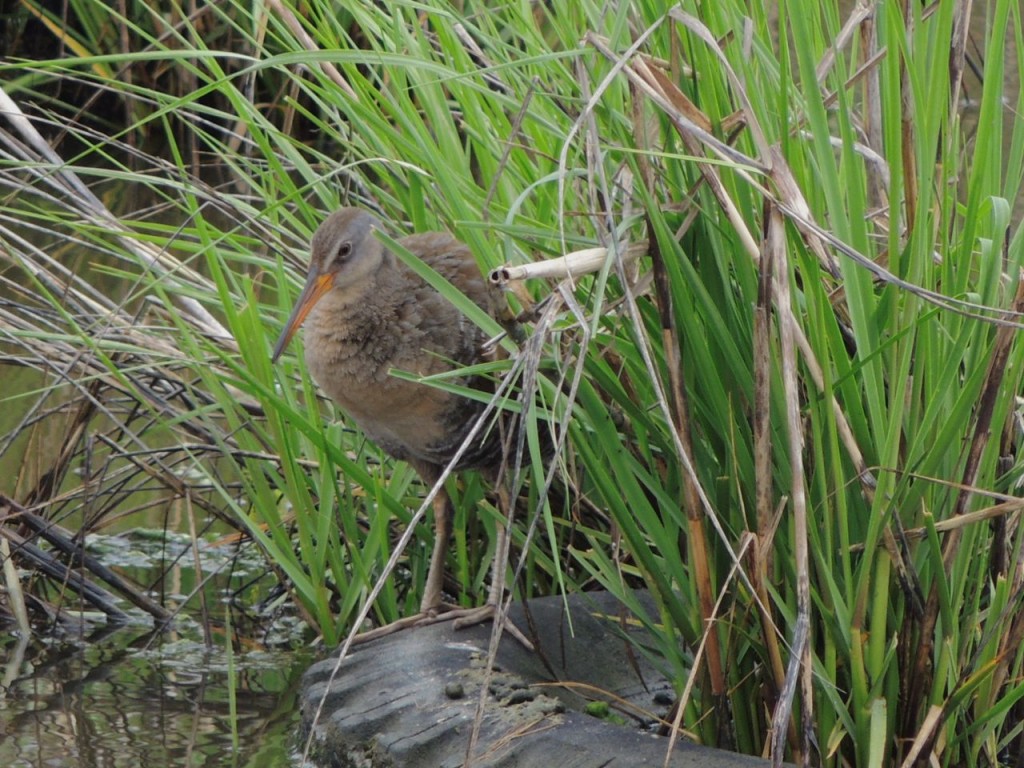 Clapper Rail