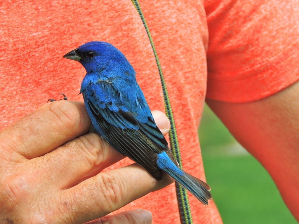 Indigo Bunting