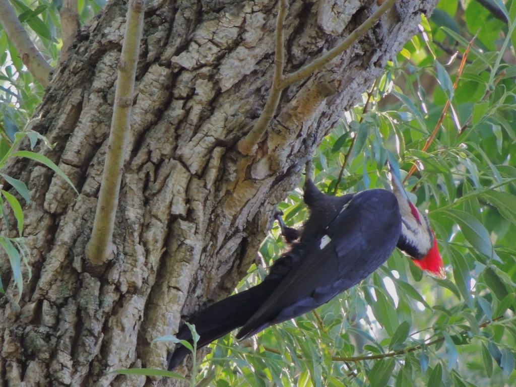 Pileated Woodpecker