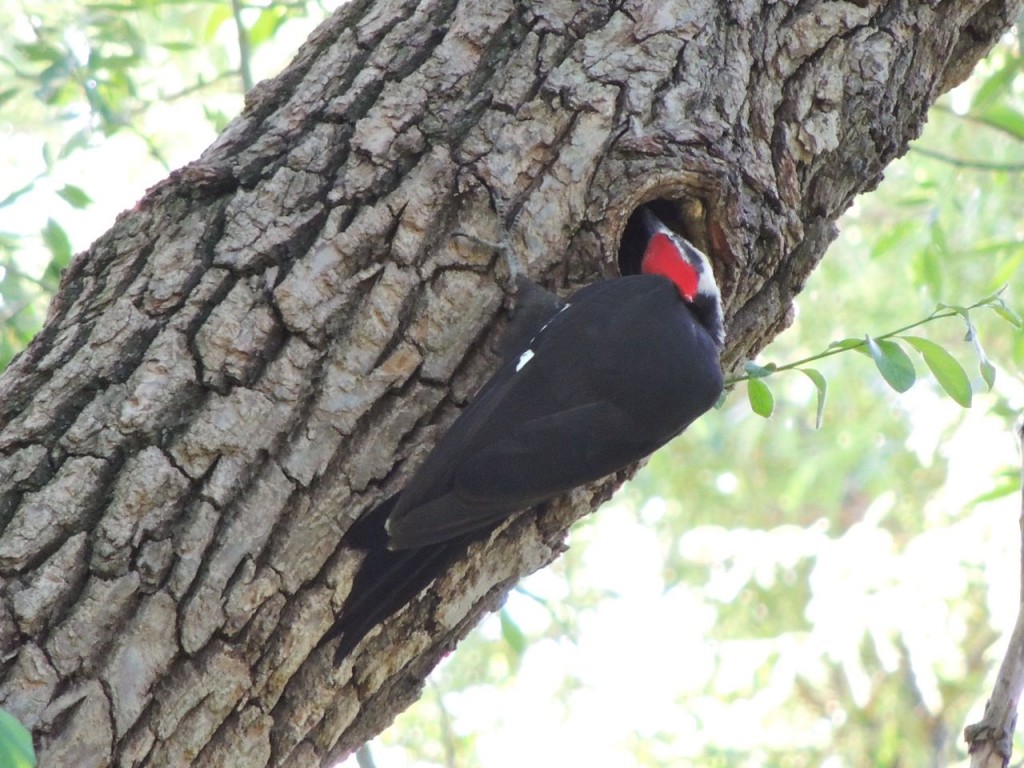 Pileated Woodpecker