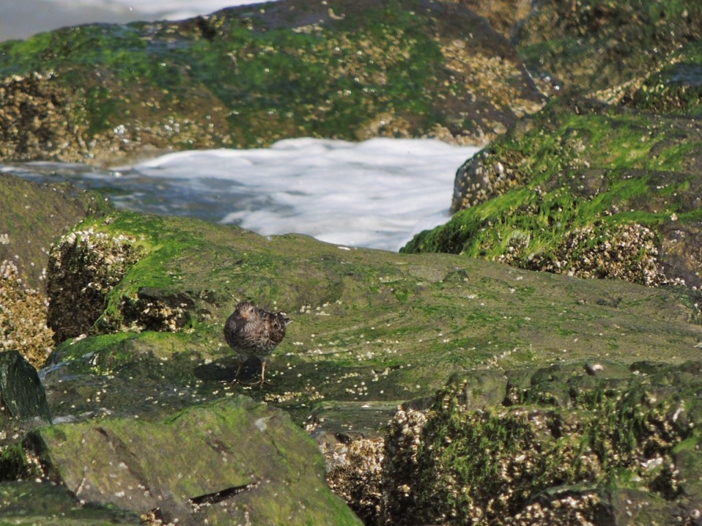 Purple Sandpiper