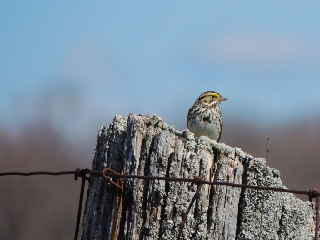 Savannah Sparrow