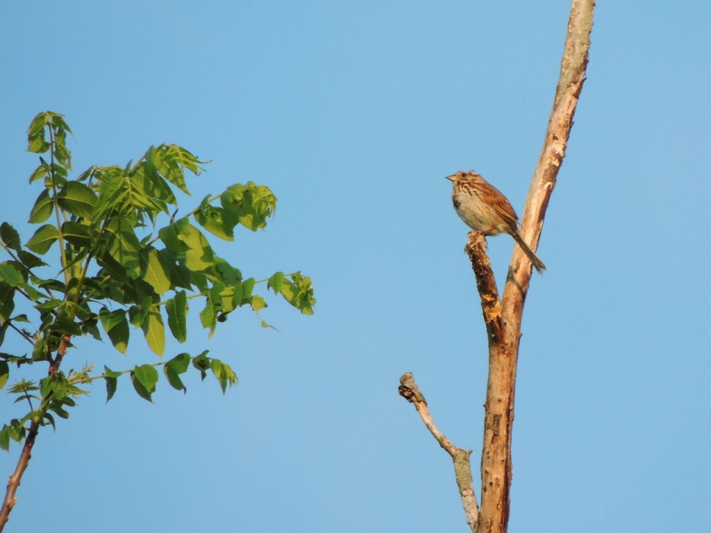 Today's Song (formerly Savannah) Sparrow