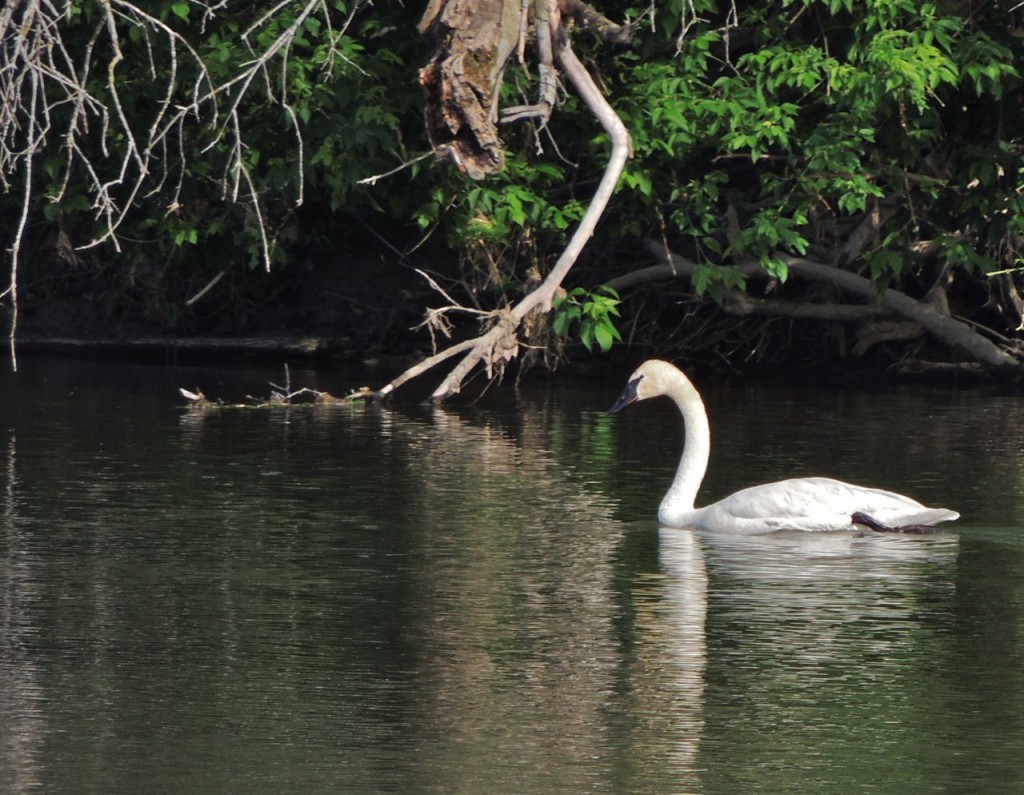 Trumpeter Swan