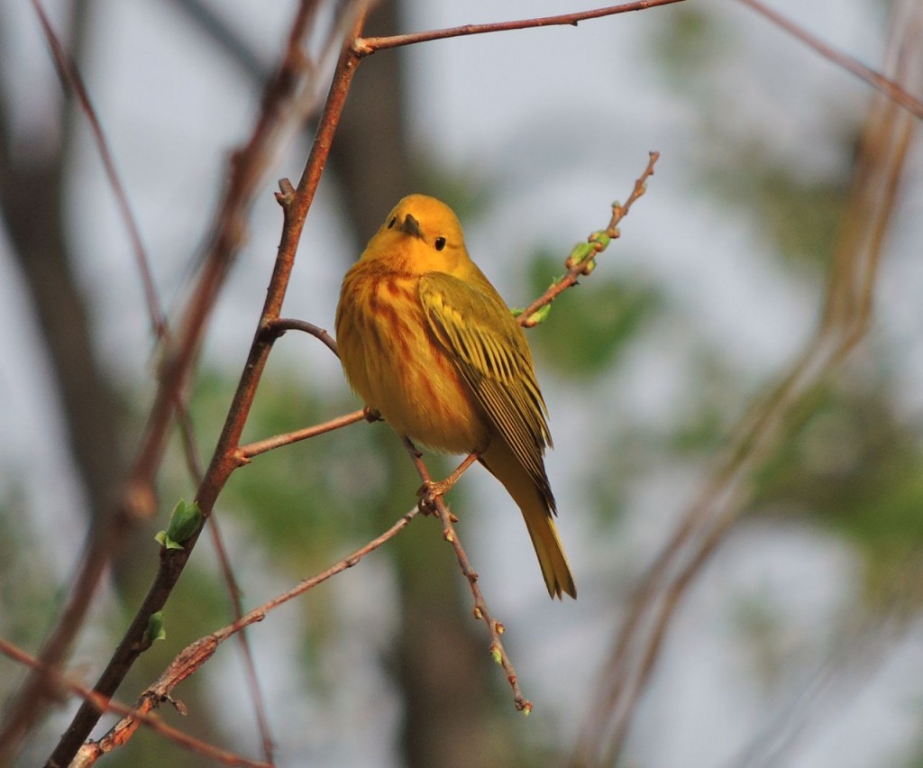 Yellow Warbler