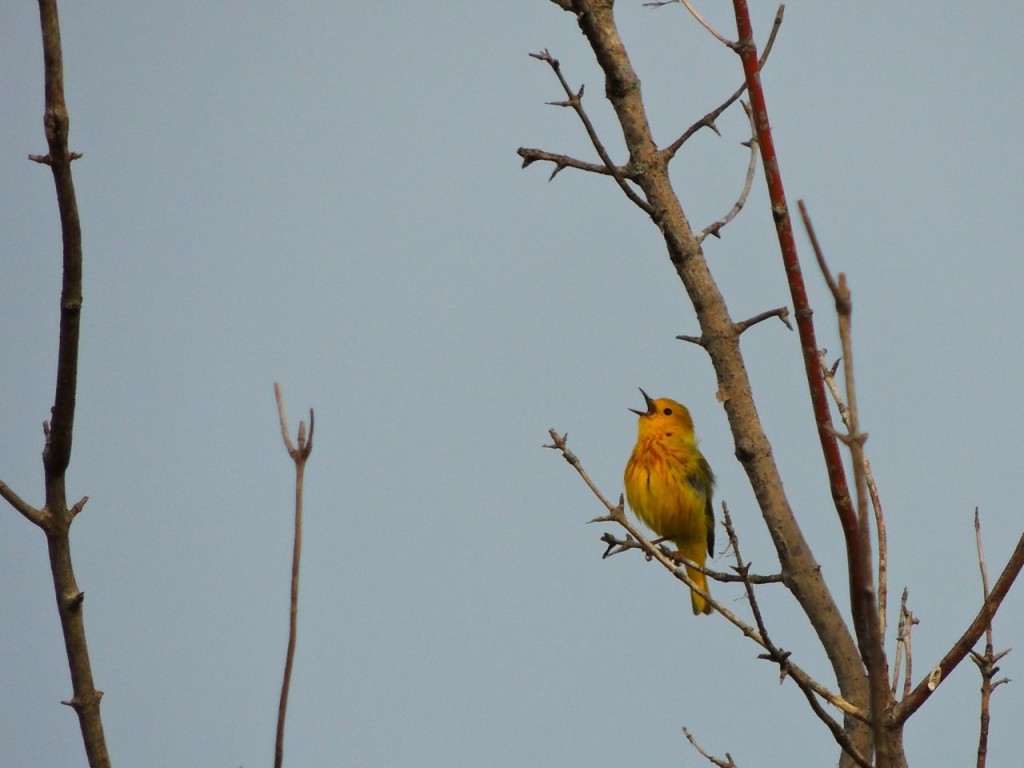 Yellow Warbler )m) in full song