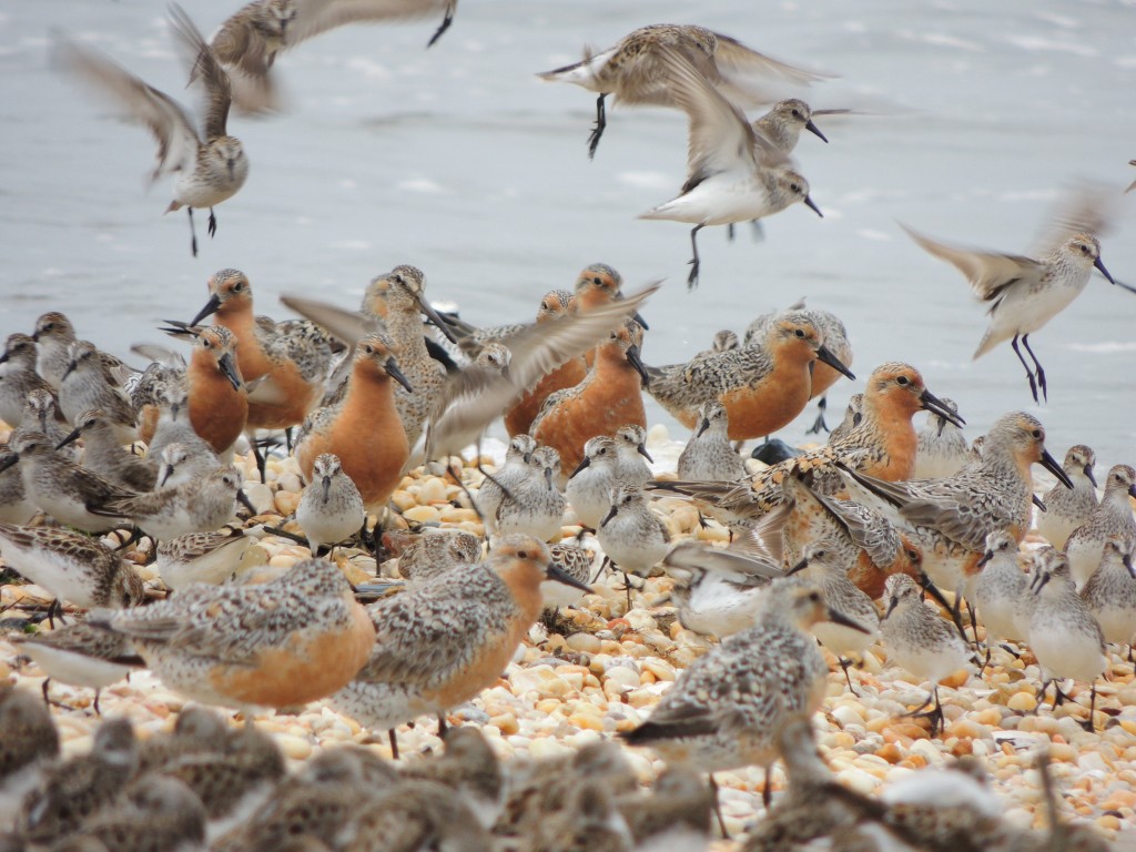 Red Knots and Semi-palmated Sandpipers