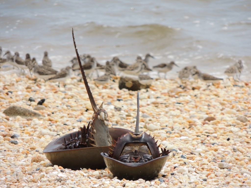 Two apparently exhausted Horseshoe Crabs