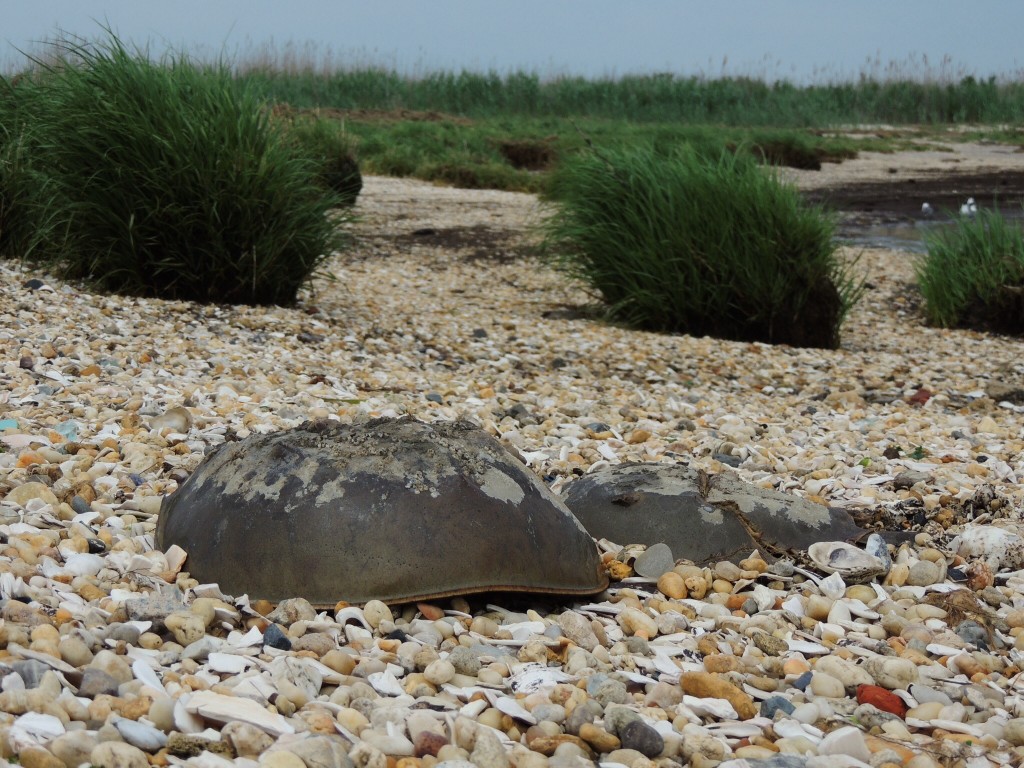 Female (L) and male Horseshoe Crabs