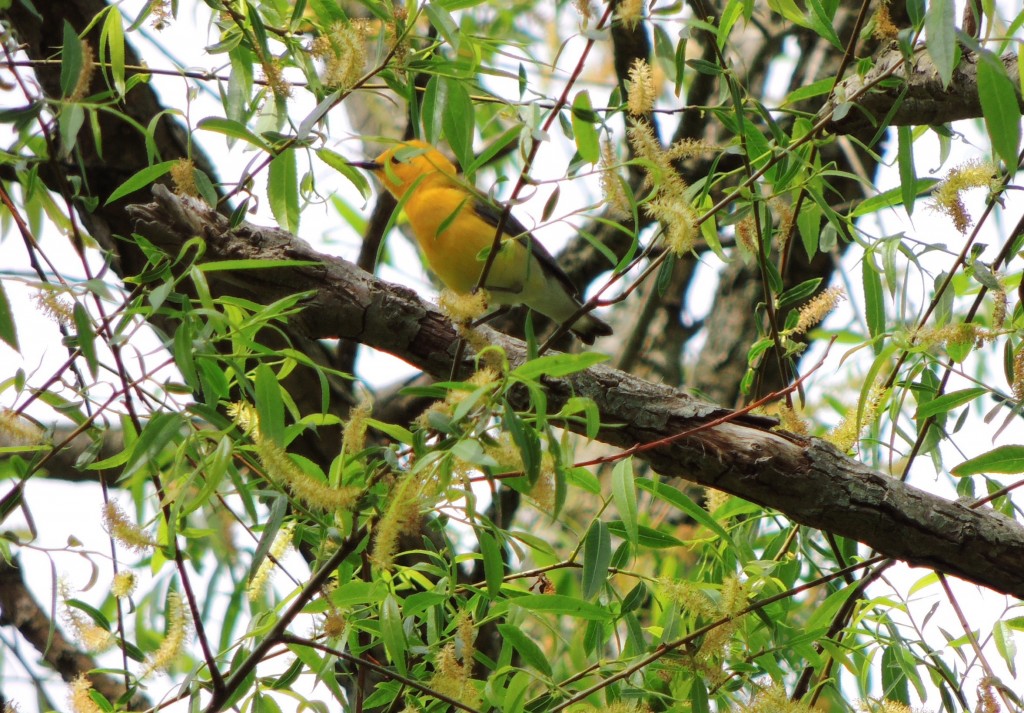 Male Prothonotary Warbler