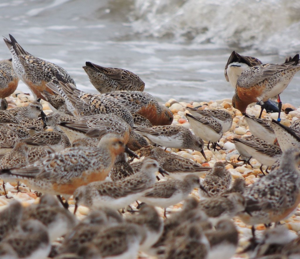 3 band Red Knot.  (Argentina)