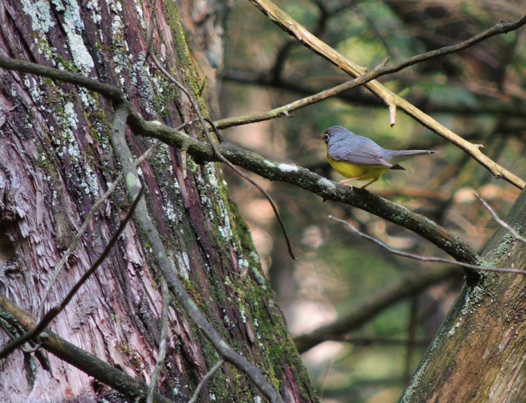 Canada Warbler - today's best shot