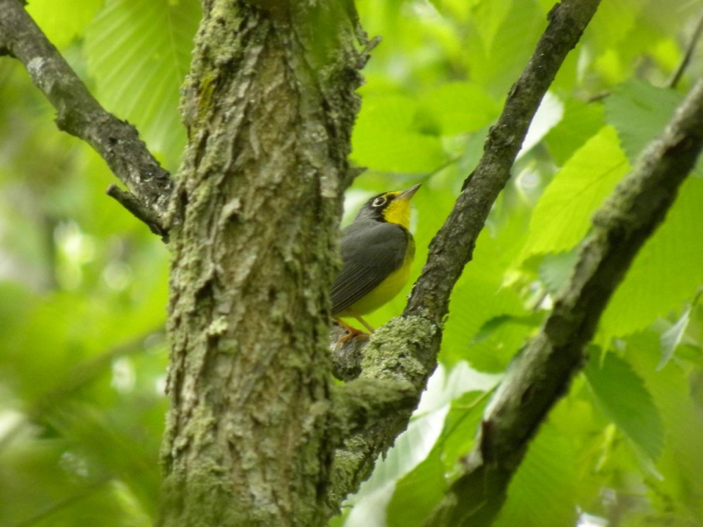 Canada Warbler. Last year's best attempt.