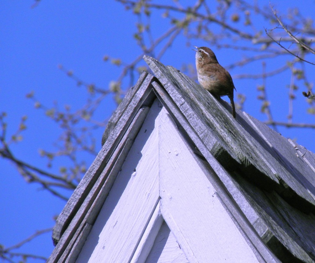 Carolina Wren April 10 2011 Williamsburg Va.