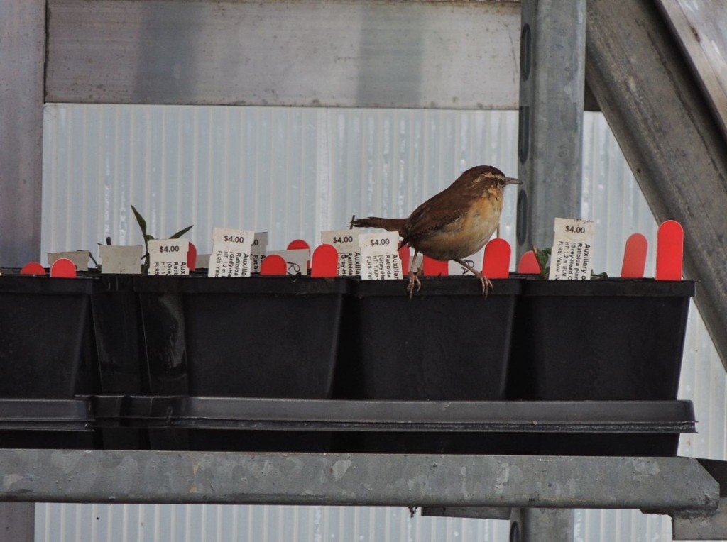 Carolina Wren in greenhouse