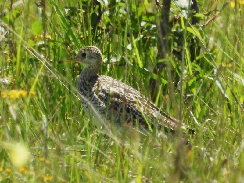 Upland Sandpiper  - photo by Bonnie Kinder